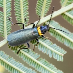 Chauliognathus lugubris (Plague Soldier Beetle) at Hawker, ACT - 2 Feb 2023 by AlisonMilton
