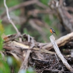 Petroica phoenicea (Flame Robin) at Farringdon, NSW - 6 Jan 2023 by Liam.m