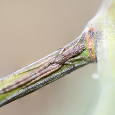 Synalus angustus (Narrow crab spider) at Higgins, ACT - 3 Feb 2023 by AlisonMilton