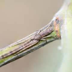 Synalus angustus (Narrow crab spider) at Higgins, ACT - 2 Feb 2023 by AlisonMilton