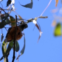Monarcha melanopsis (Black-faced Monarch) at Araluen, NSW - 7 Jan 2023 by Liam.m