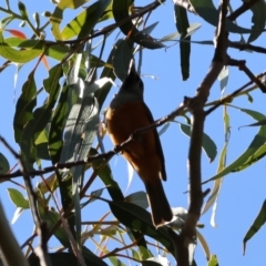Monarcha melanopsis at Araluen, NSW - 7 Jan 2023
