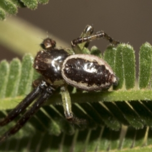 Tharpyna sp. (genus) at Higgins, ACT - 4 Feb 2023