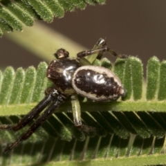 Tharpyna sp. (genus) at Higgins, ACT - 4 Feb 2023 07:20 AM