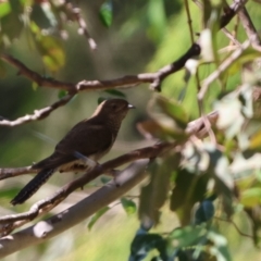 Cacomantis flabelliformis (Fan-tailed Cuckoo) at QPRC LGA - 7 Jan 2023 by Liam.m