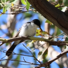 Myiagra inquieta (Restless Flycatcher) at Araluen, NSW - 7 Jan 2023 by Liam.m