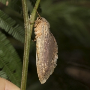 Elhamma australasiae at Hawker, ACT - 4 Feb 2023