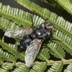 Tachinidae (family) at Higgins, ACT - 4 Feb 2023