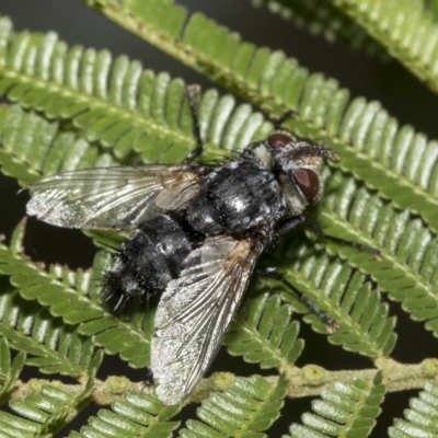 Tachinidae (family) (Unidentified Bristle fly) at Higgins, ACT - 4 Feb 2023 by AlisonMilton