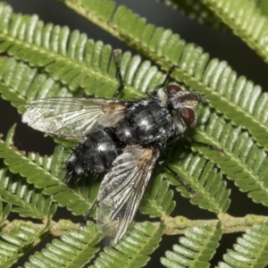 Tachinidae (family) at Higgins, ACT - 4 Feb 2023 07:20 AM