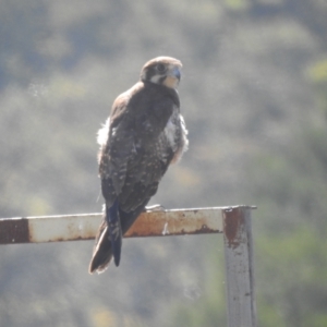 Falco berigora at Araluen, NSW - suppressed