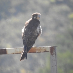 Falco berigora (Brown Falcon) at Araluen, NSW - 25 Nov 2022 by Liam.m