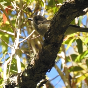 Pachycephala pectoralis at Araluen, NSW - suppressed