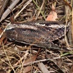 Endoxyla encalypti (Wattle Goat Moth) at Piney Ridge - 11 Feb 2023 by RobG1