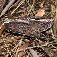 Endoxyla encalypti (Wattle Goat Moth) at Block 402 - 11 Feb 2023 by RobG1