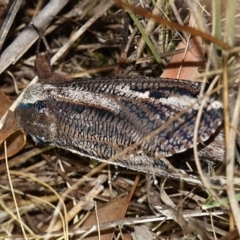 Endoxyla encalypti at Stromlo, ACT - 11 Feb 2023