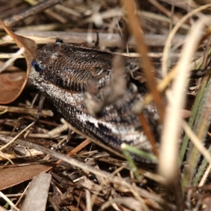 Endoxyla encalypti at Stromlo, ACT - 11 Feb 2023