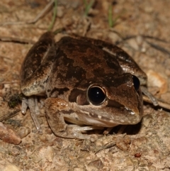Litoria latopalmata (Broad-palmed Tree-frog) at Block 402 - 11 Feb 2023 by RobG1