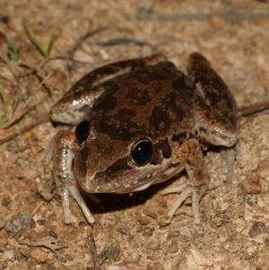 Litoria latopalmata at Stromlo, ACT - 11 Feb 2023 10:07 PM