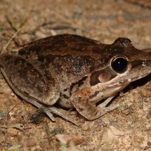 Litoria latopalmata at Stromlo, ACT - 11 Feb 2023 10:07 PM