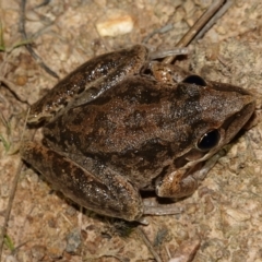 Litoria latopalmata at Stromlo, ACT - 11 Feb 2023