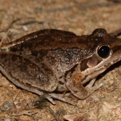 Litoria latopalmata at Stromlo, ACT - 11 Feb 2023 10:07 PM