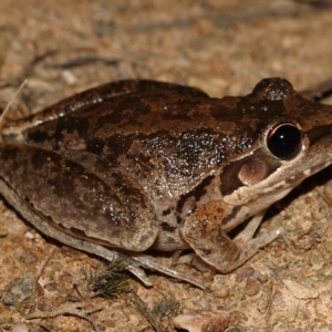 Litoria latopalmata at Stromlo, ACT - 11 Feb 2023 10:07 PM