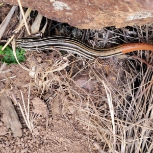 Ctenotus taeniolatus at Coree, ACT - 12 Feb 2023 07:33 PM