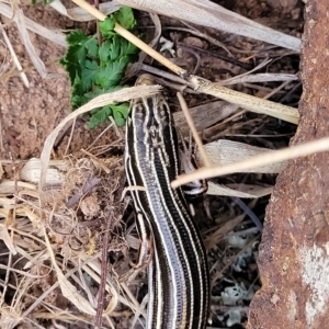 Ctenotus taeniolatus at Coree, ACT - 12 Feb 2023 07:33 PM