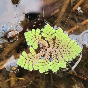 Azolla pinnata at Coree, ACT - 12 Feb 2023