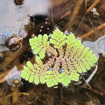 Azolla pinnata (Ferny Azolla) at Coree, ACT - 12 Feb 2023 by trevorpreston