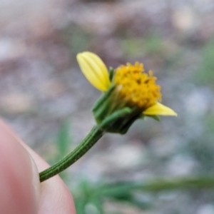 Bidens subalternans at Holt, ACT - 12 Feb 2023 07:59 PM