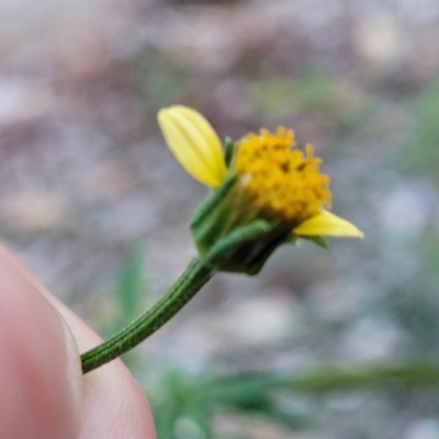 Bidens subalternans (Greater Beggars Ticks) at Woodstock Nature Reserve - 12 Feb 2023 by trevorpreston