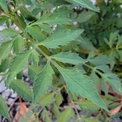 Bidens subalternans at Holt, ACT - 12 Feb 2023