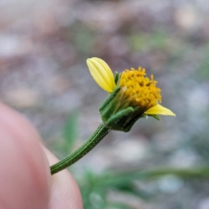 Bidens subalternans at Holt, ACT - 12 Feb 2023