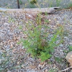 Bidens subalternans at Holt, ACT - 12 Feb 2023