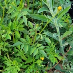 Bidens subalternans (Greater Beggars Ticks) at Woodstock Nature Reserve - 12 Feb 2023 by trevorpreston