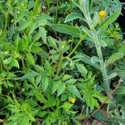 Bidens subalternans (Greater Beggars Ticks) at Woodstock Nature Reserve - 12 Feb 2023 by trevorpreston