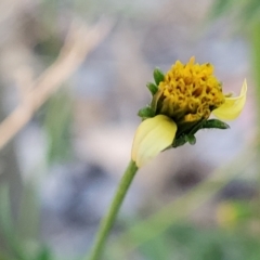 Bidens subalternans at Holt, ACT - 12 Feb 2023 07:56 PM