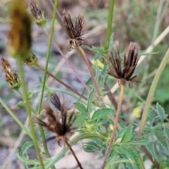 Bidens subalternans at Holt, ACT - 12 Feb 2023