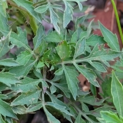 Bidens subalternans at Holt, ACT - 12 Feb 2023 07:56 PM