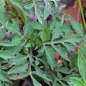 Bidens subalternans at Holt, ACT - 12 Feb 2023