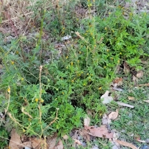 Bidens subalternans at Holt, ACT - 12 Feb 2023