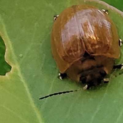 Paropsisterna cloelia (Eucalyptus variegated beetle) at Woodstock Nature Reserve - 12 Feb 2023 by trevorpreston