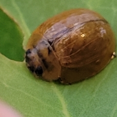 Paropsisterna cloelia at Holt, ACT - 12 Feb 2023