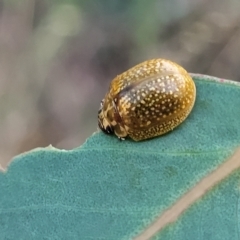 Paropsisterna cloelia (Eucalyptus variegated beetle) at Holt, ACT - 12 Feb 2023 by trevorpreston