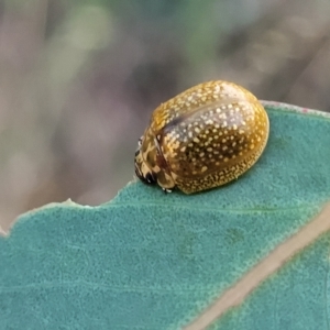 Paropsisterna cloelia at Holt, ACT - 12 Feb 2023