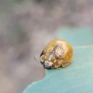 Paropsisterna cloelia at Holt, ACT - 12 Feb 2023