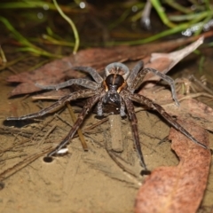 Dolomedes sp. (genus) (Fishing spider) at Block 402 - 11 Feb 2023 by RobG1