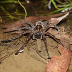 Dolomedes (genus) (Fishing spider) at Stromlo, ACT - 11 Feb 2023 by RobG1
